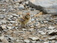 蝶ヶ岳のチビ雷鳥2