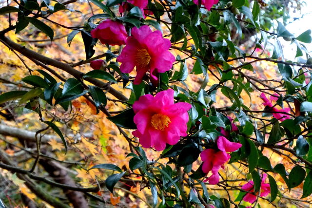 黄色もみじ背景の山茶花