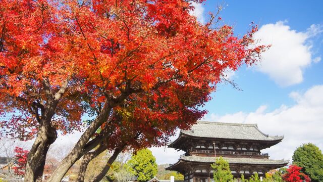 秋の仁和寺