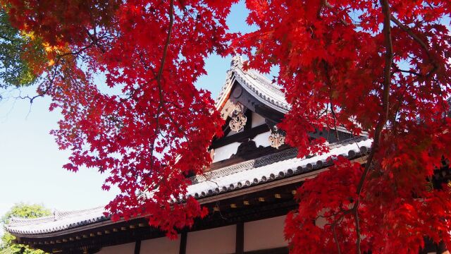 秋の仁和寺