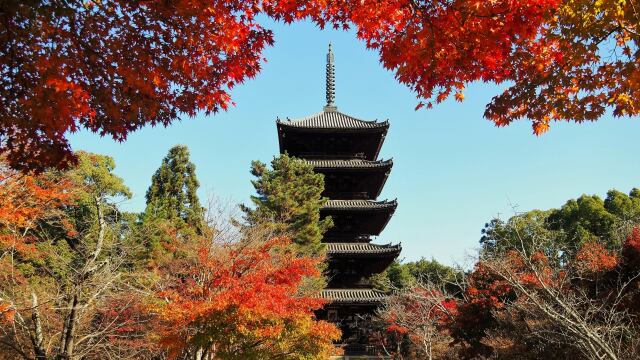 秋の仁和寺