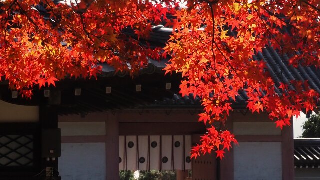 秋の仁和寺