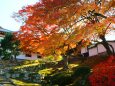 京都紅葉