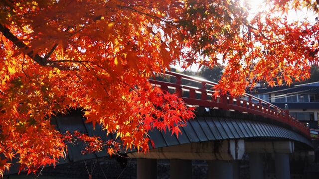 秋の宇治公園