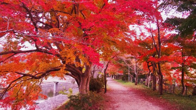 秋の宇治公園