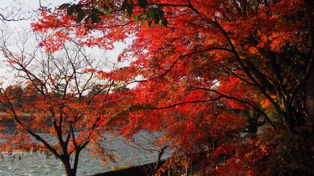 秋の宇治公園