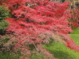 小石川後楽園の紅葉