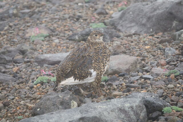 継子岳のママ雷鳥