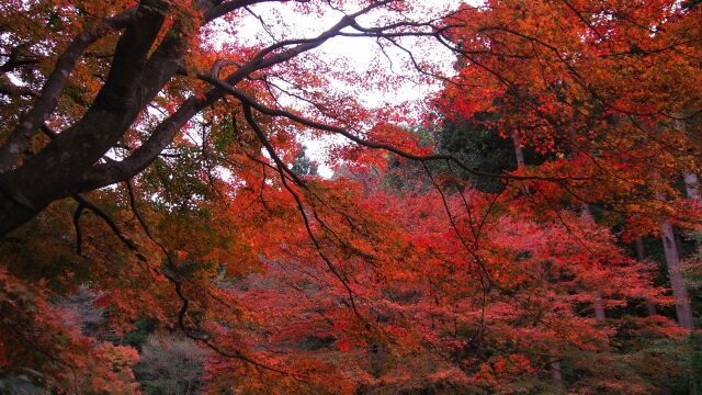 秋の明月院