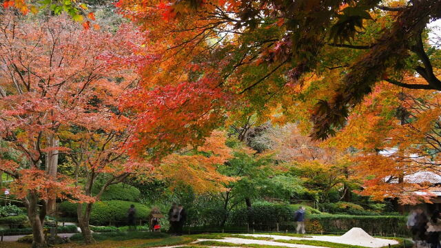 秋の明月院