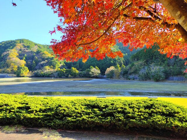 初冬の公園