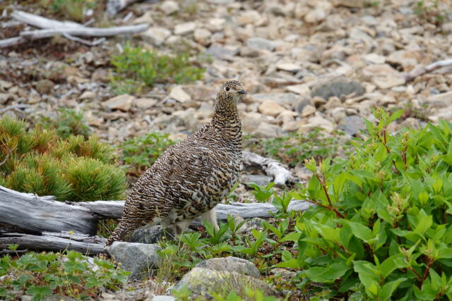 蝶ヶ岳のママ雷鳥2