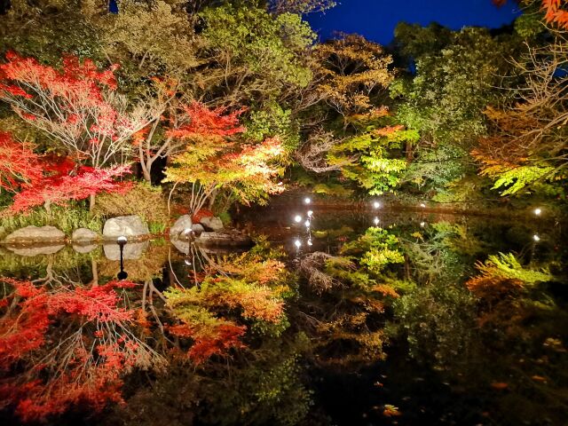 白鳥庭園ライトアップ