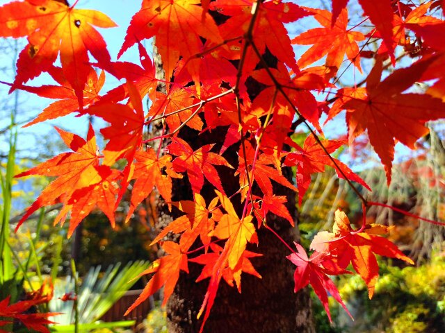 東紀州紅葉