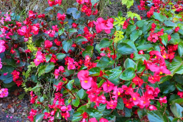 初冬の花