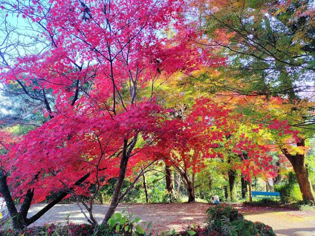 東紀州の遅い紅葉