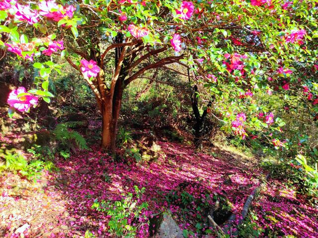 初冬の花