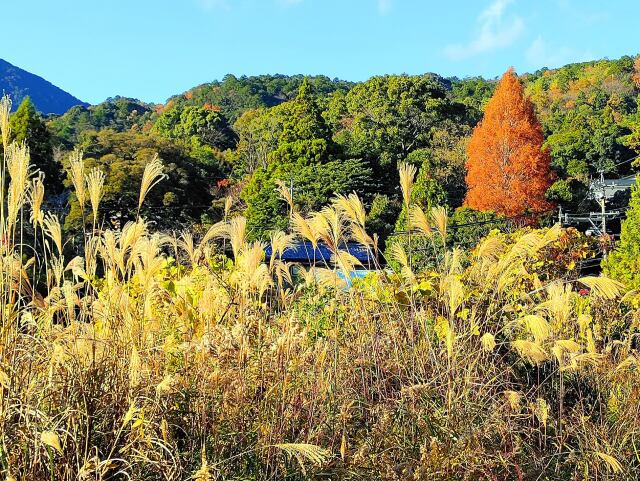 初冬の里山