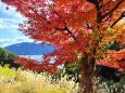 東紀州の遅い紅葉