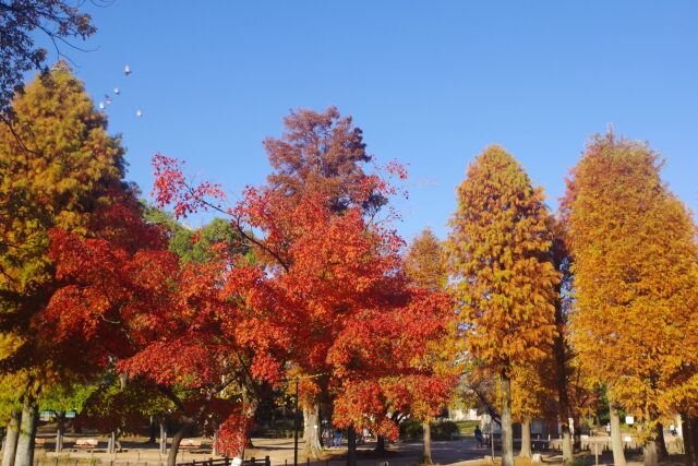 足立 しょうぶ沼公園の紅葉