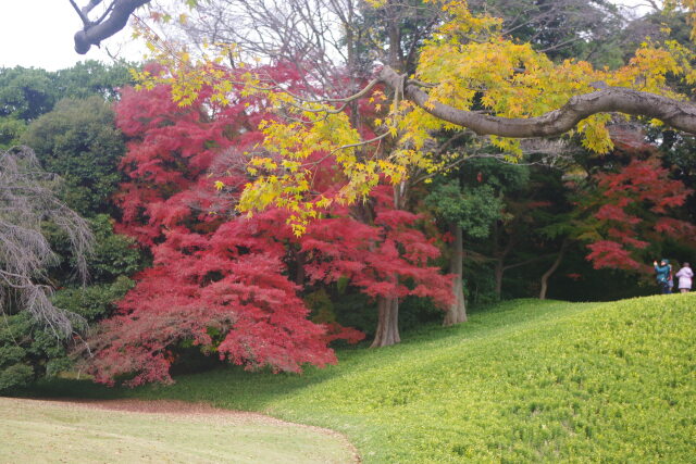 紅葉の小石川後楽園