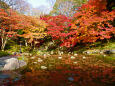 小石川後楽園の紅葉