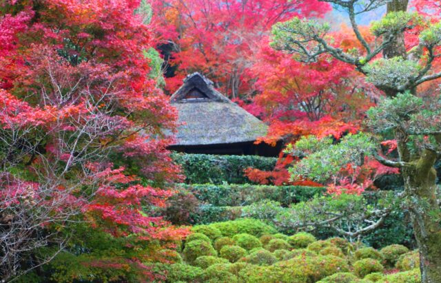 京都紅葉