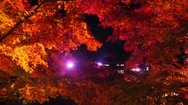 秋の夜の長谷寺