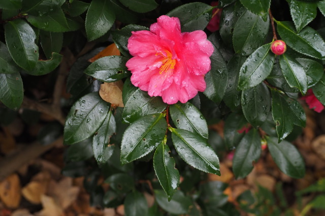 雨上がりの山茶花