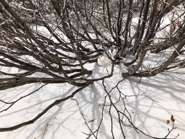 燕岳の白雷鳥