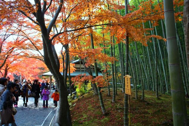 初冬の京都竹林