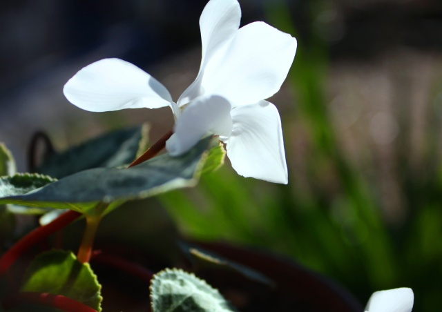 冬の花