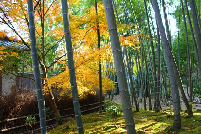 常寂光寺