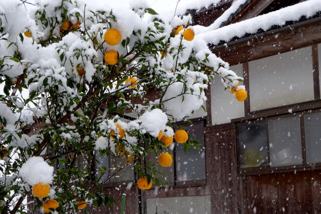 年末の雪