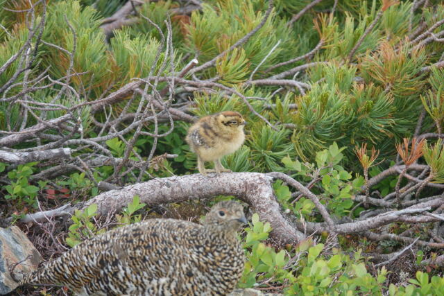 蝶ヶ岳のチビ雷鳥10