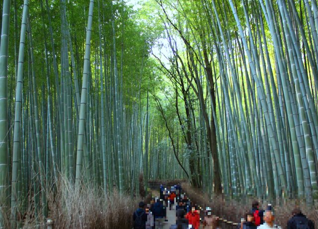 冬の京都竹林