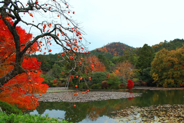 竜安寺