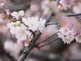 十月桜