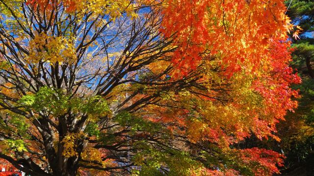 河口湖の紅葉