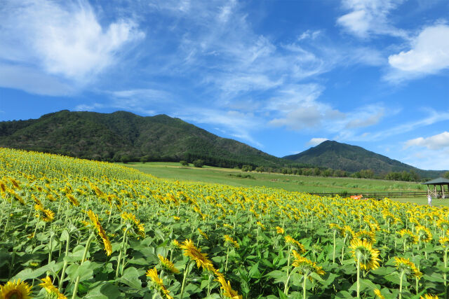 2022夏 高原のヒマワリ