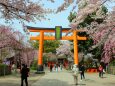 迎春平野神社