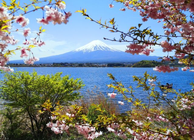 迎春富士山