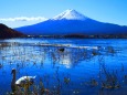 迎春富士山