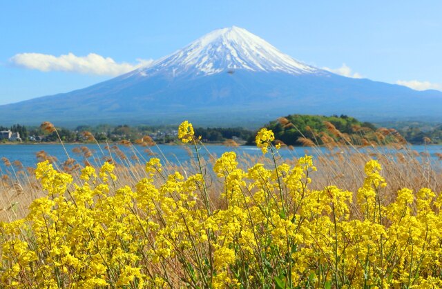 迎春富士山