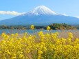 迎春富士山