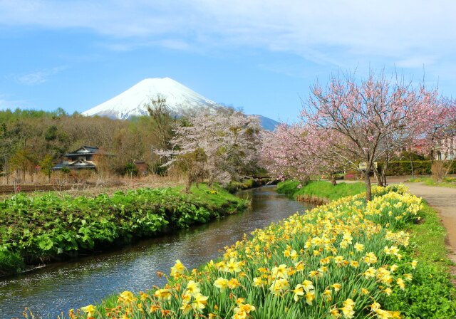 迎春富士山