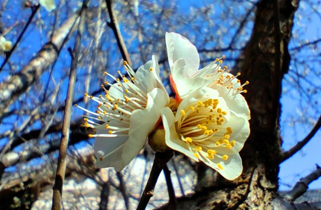 冬の花