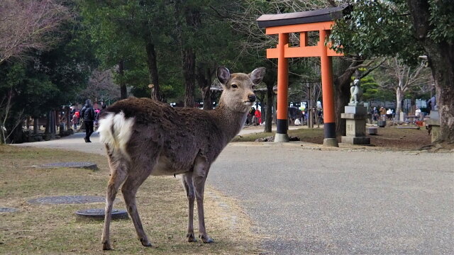 新春の奈良