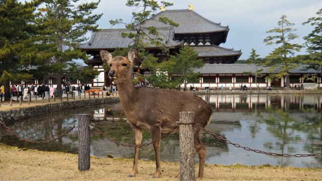 新春の奈良