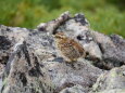 蝶ヶ岳のチビ雷鳥18